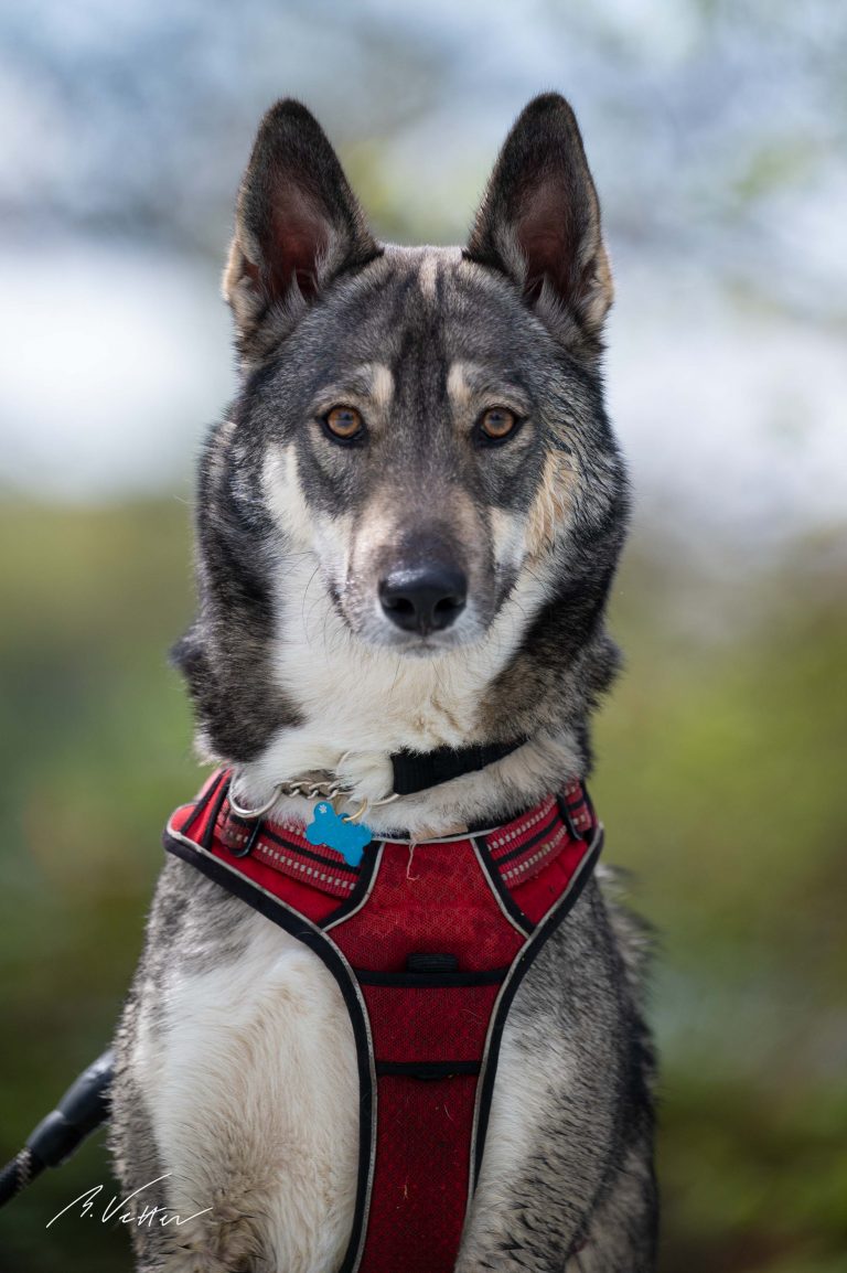 Schäferhund Husky Mix (Kimba)