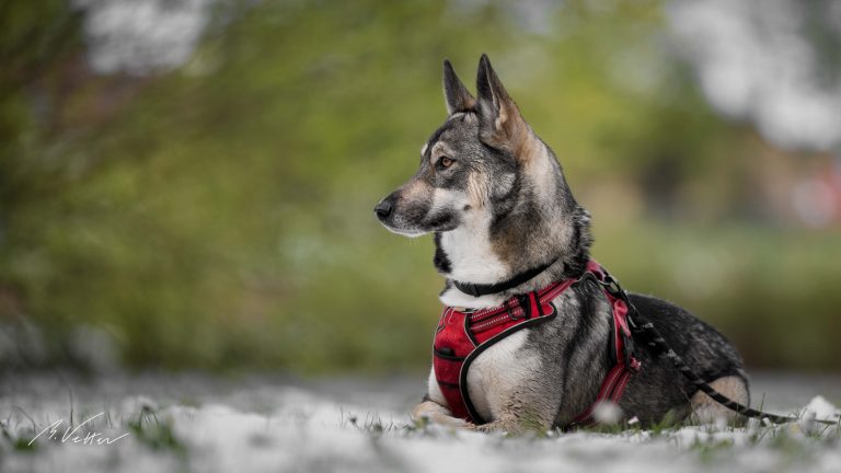 Schäferhund Husky Mix (Kimba)