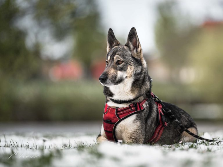 Schäferhund Husky Mix (Kimba)