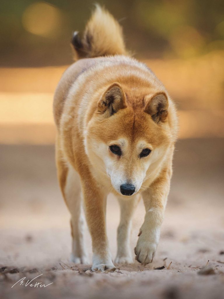 Shiba Inu (Mira)