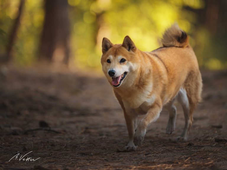 Shiba Inu (Mira)