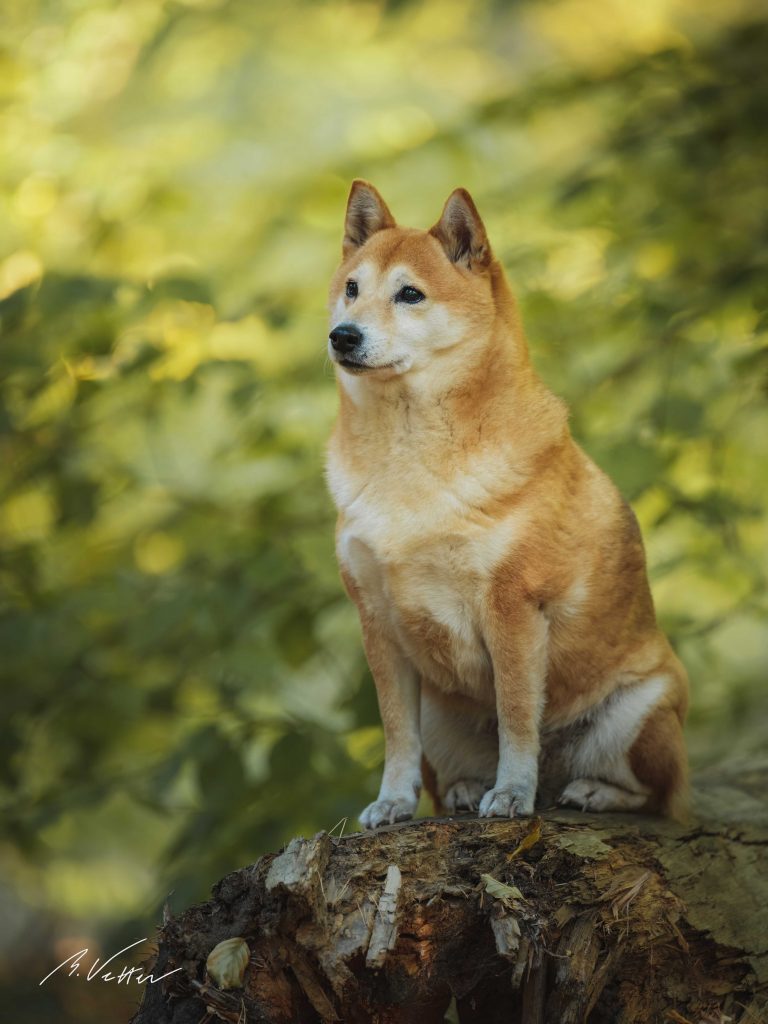 Shiba Inu (Mira)