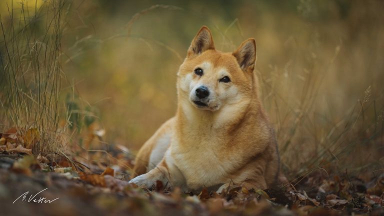 Shiba Inu (Mira)