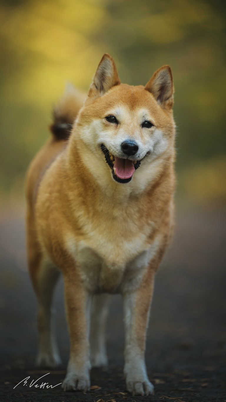 Shiba Inu (Mira)