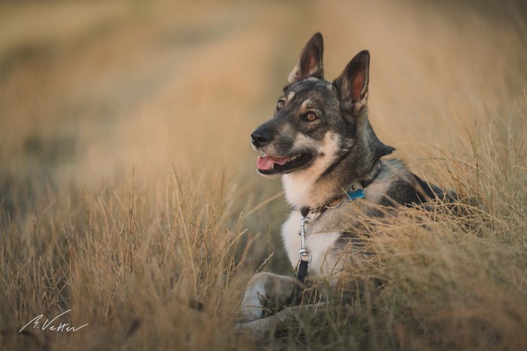 Schäferhund Husky Mix (Kimba)