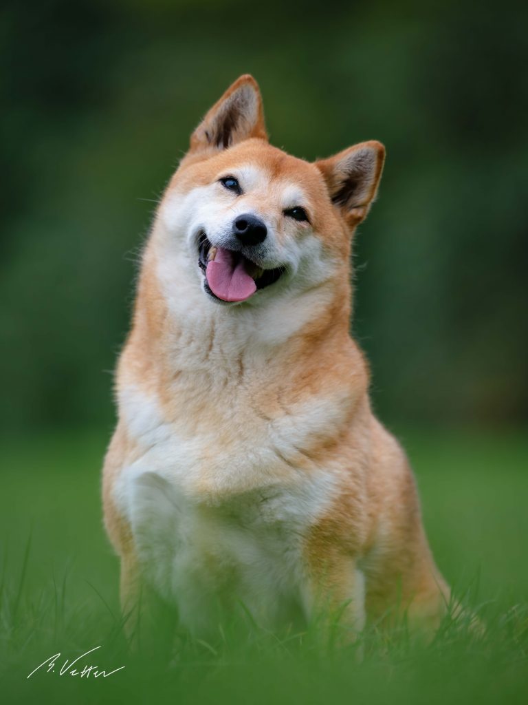 Shiba Inu (Mira)