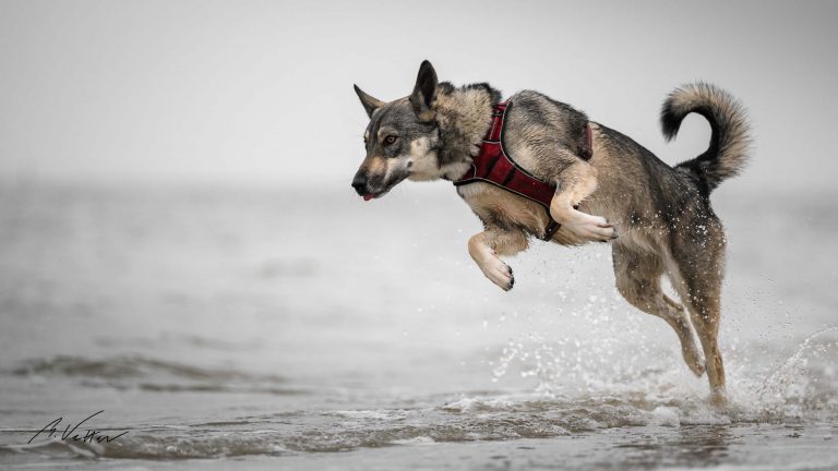 Schäferhund Husky Mix (Kimba)