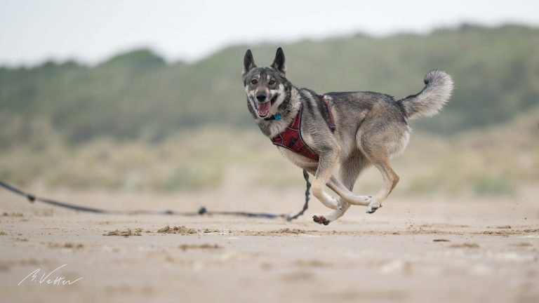 Schäferhund Husky Mix (Kimba)