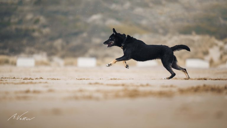 Schäferhund Husky Mix (Melody)