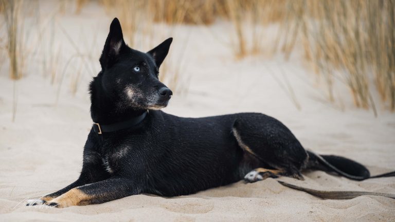 Schäferhund Husky Mix (Melody)