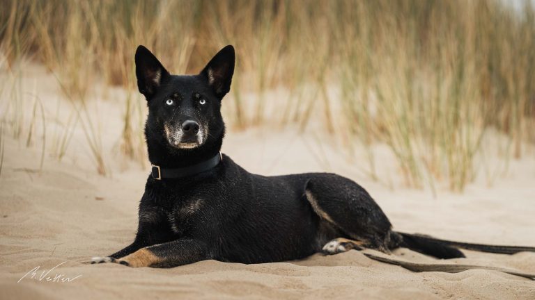 Schäferhund Husky Mix (Melody)