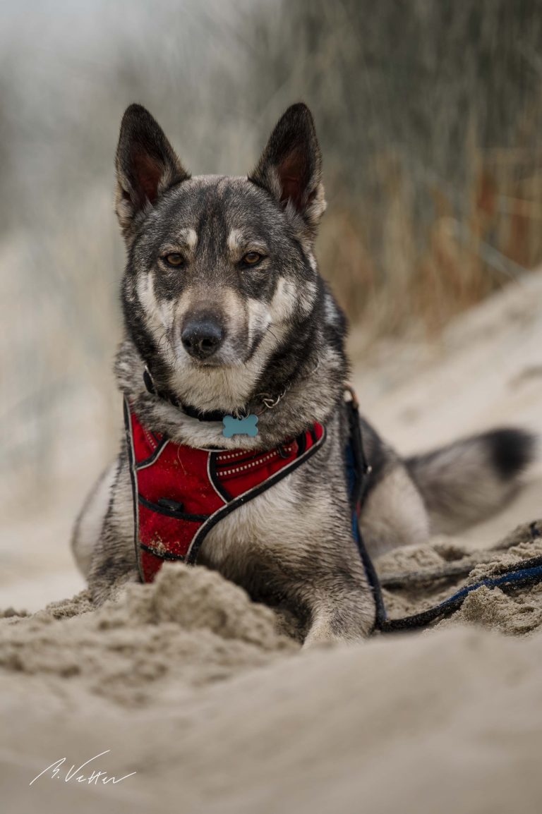 Schäferhund Husky Mix (Kimba)