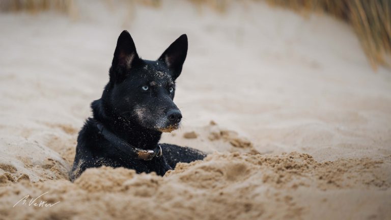 Schäferhund Husky Mix (Melody)