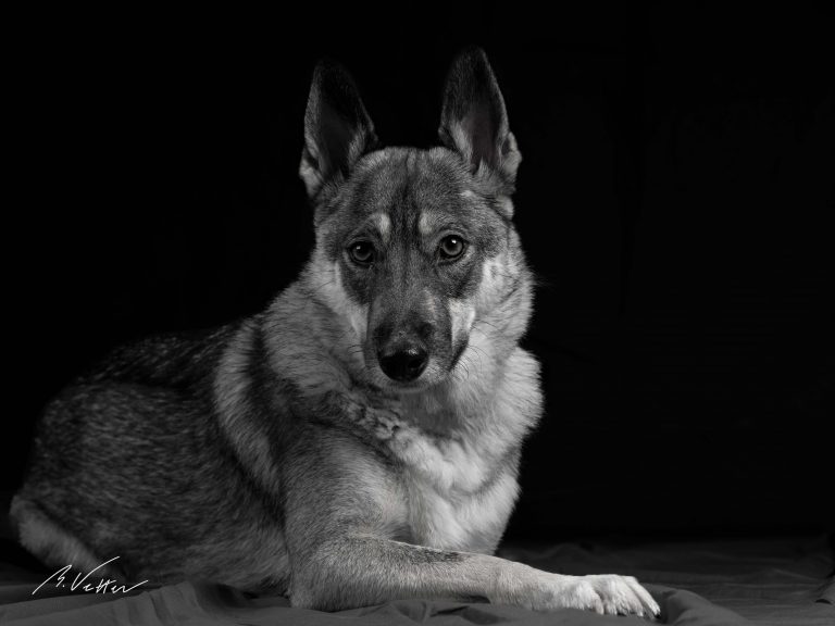 Schäferhund Husky Mix (Kimba)