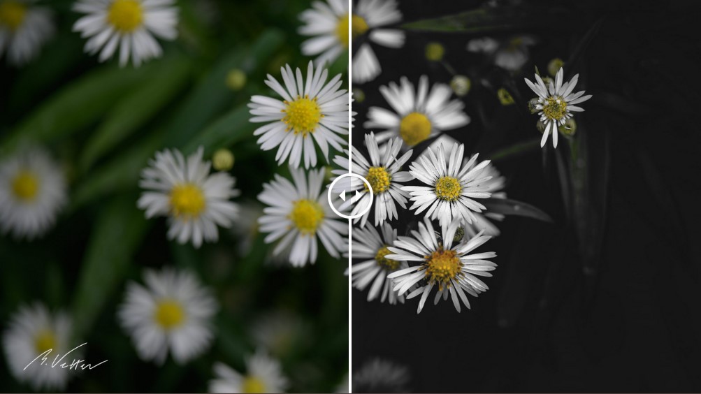 Bildbearbeitung #2 Astern (Asterales) – Blume