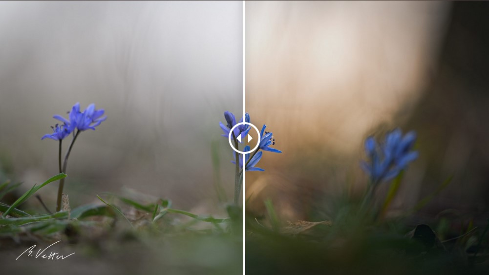 Bildbearbeitung #3 Blausterne (Scilla) – Blume