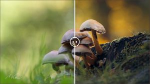 Read more about the article Bildbearbeitung #4 Schwefelköpfe (Hypholoma) – Pilz