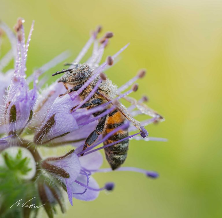 Biene an einer Phacelia tanacetifolia