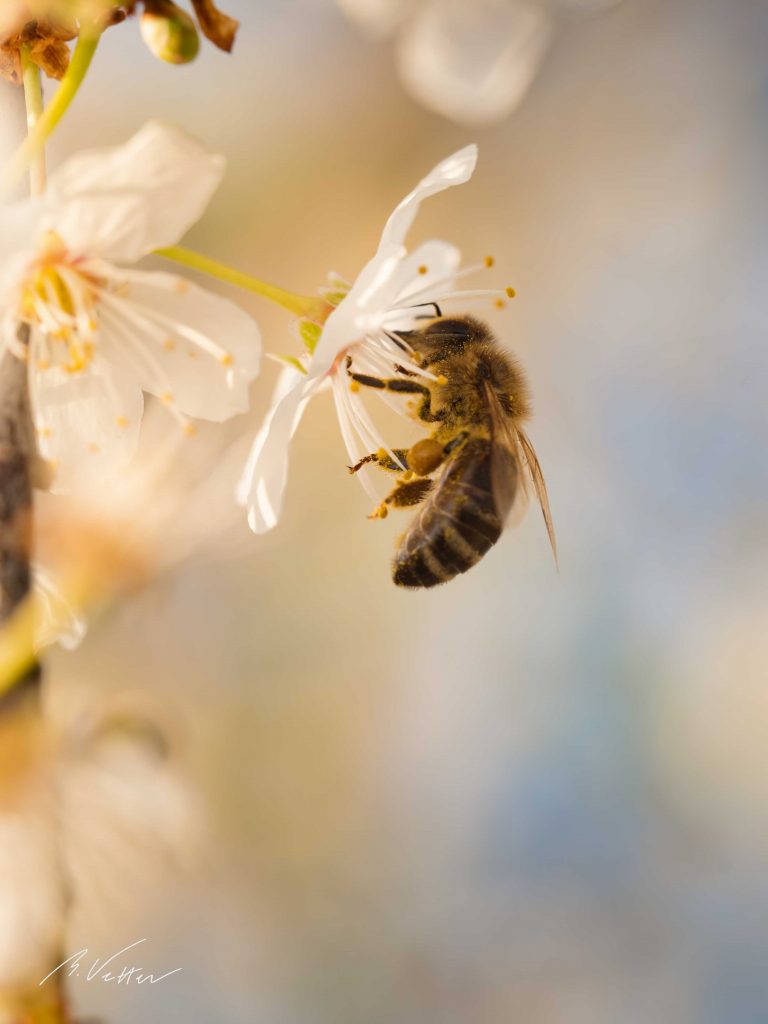 Bienen (Anthophila)