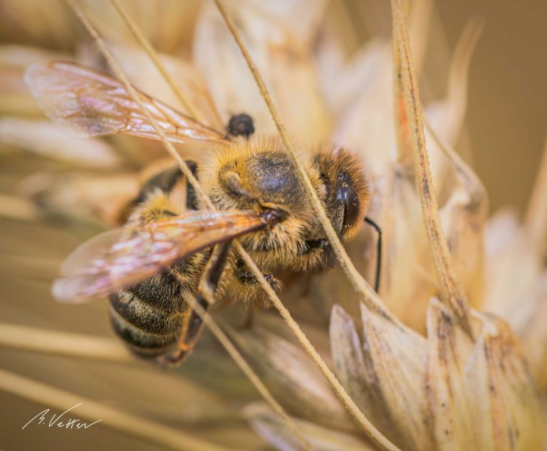 Bienen (Anthophila)