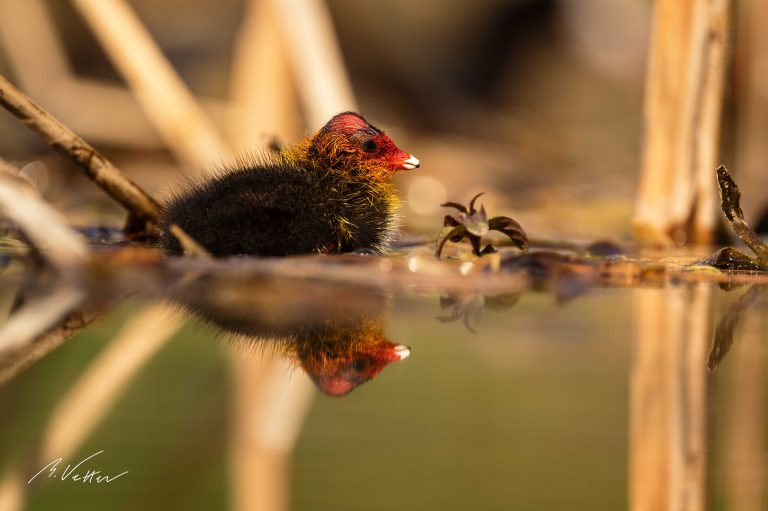 Blässhuhn (Fulica atra) Küken