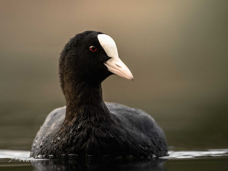 Blässhuhn (Fulica atra)