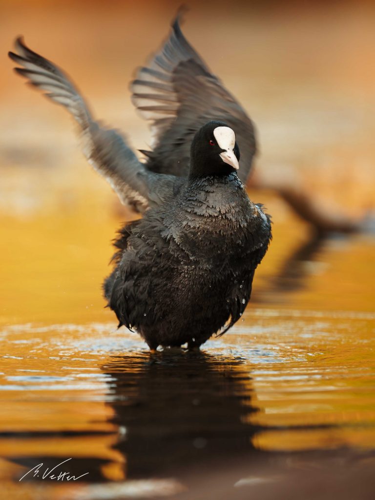 Blässhuhn (Fulica atra)