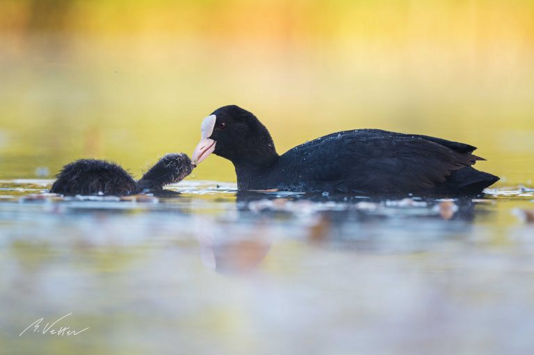 Blässhuhn (Fulica atra)