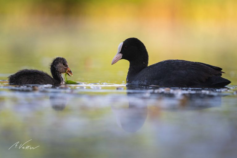 Blässhuhn (Fulica atra)