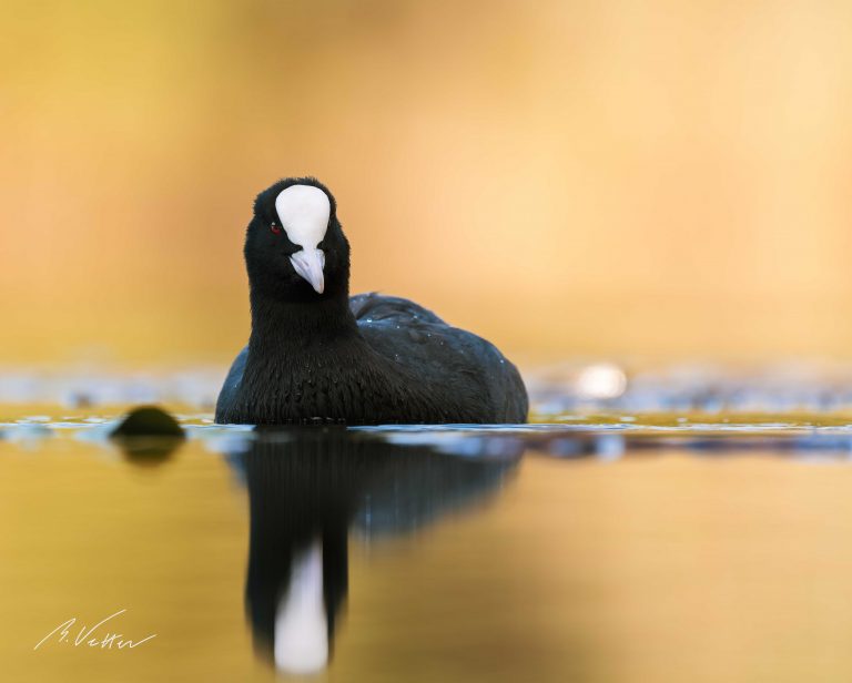 Blässhuhn (Fulica atra)