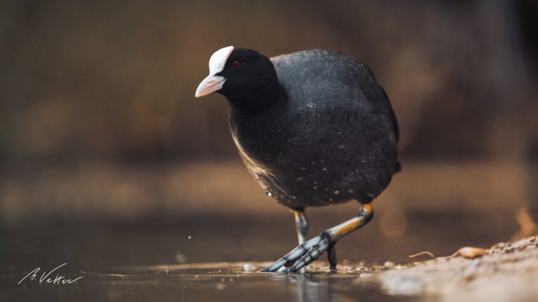 Blässhuhn (Fulica atra)