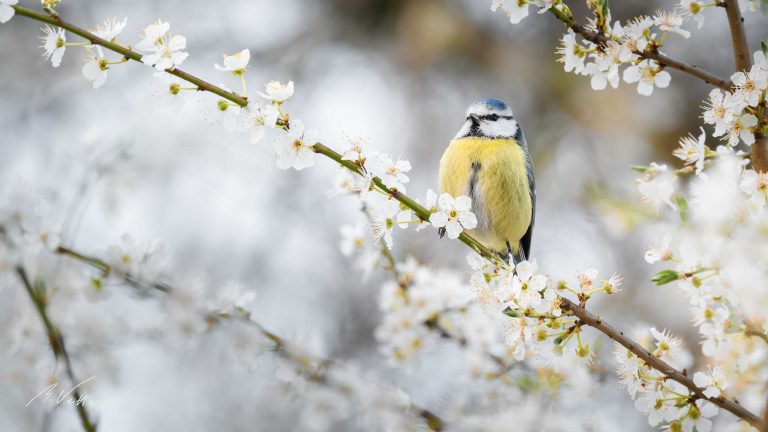 Blaumeise (Cyanistes)