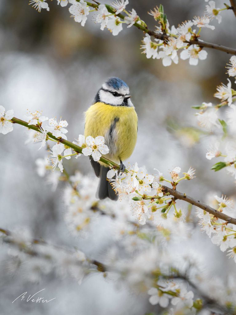 Blaumeise (Cyanistes)