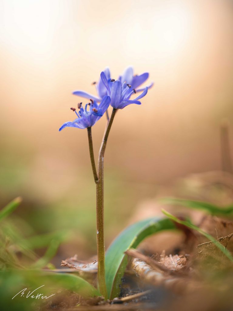 Blausterne (Scilla)