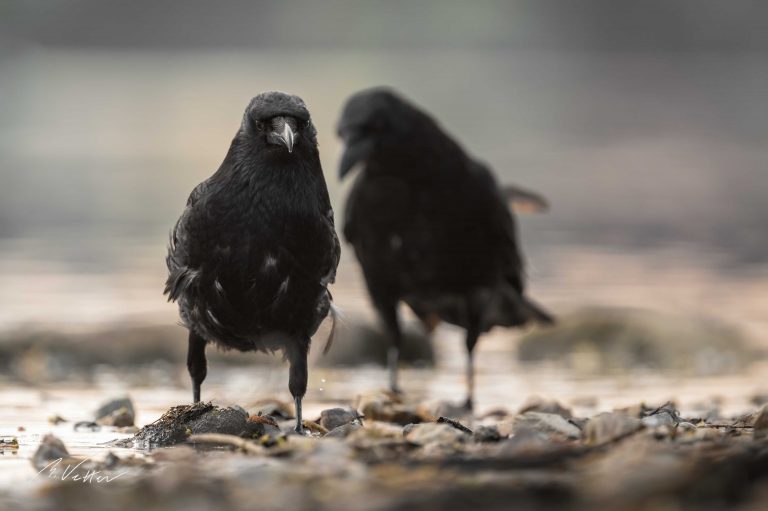 Rabenvögel (Corvidae)