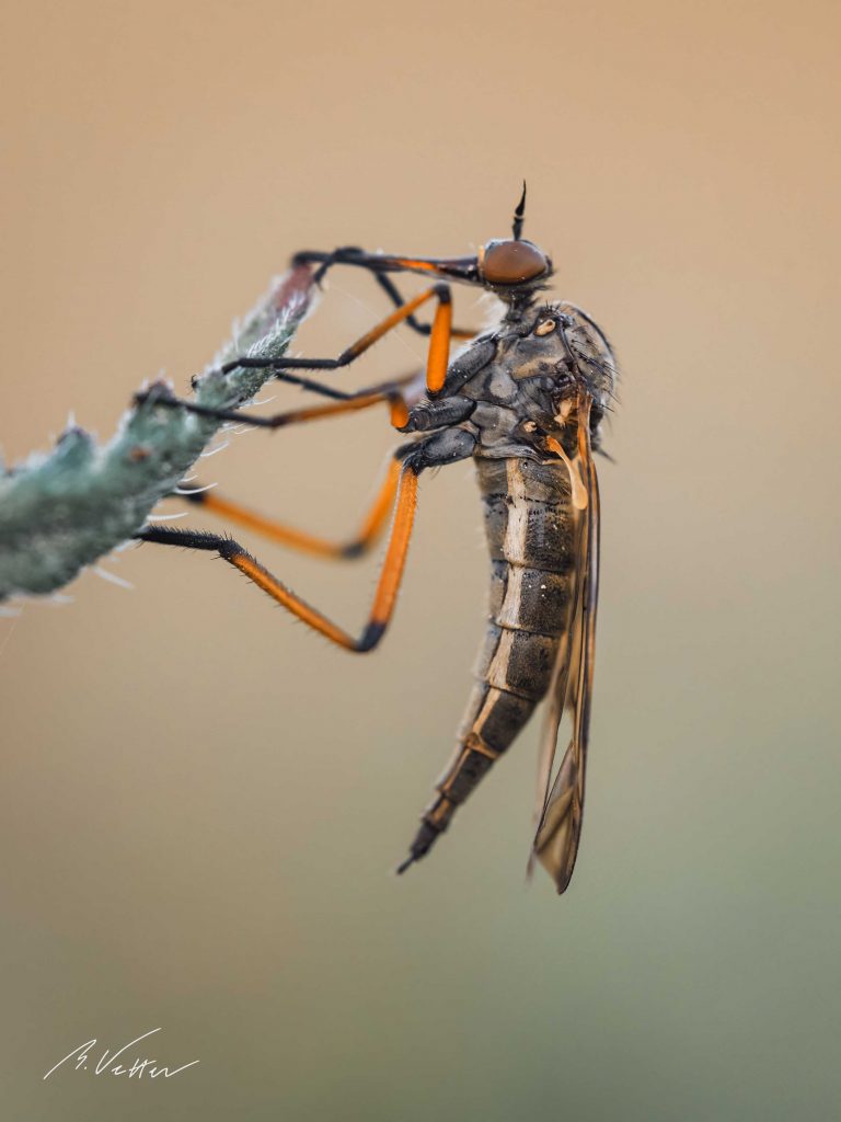 Tanzfliegen (Empididae)