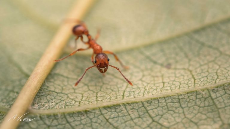 Ameisen (Formicidae)