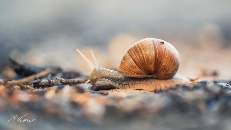 Weinbergschnecke (Helix pomatia)