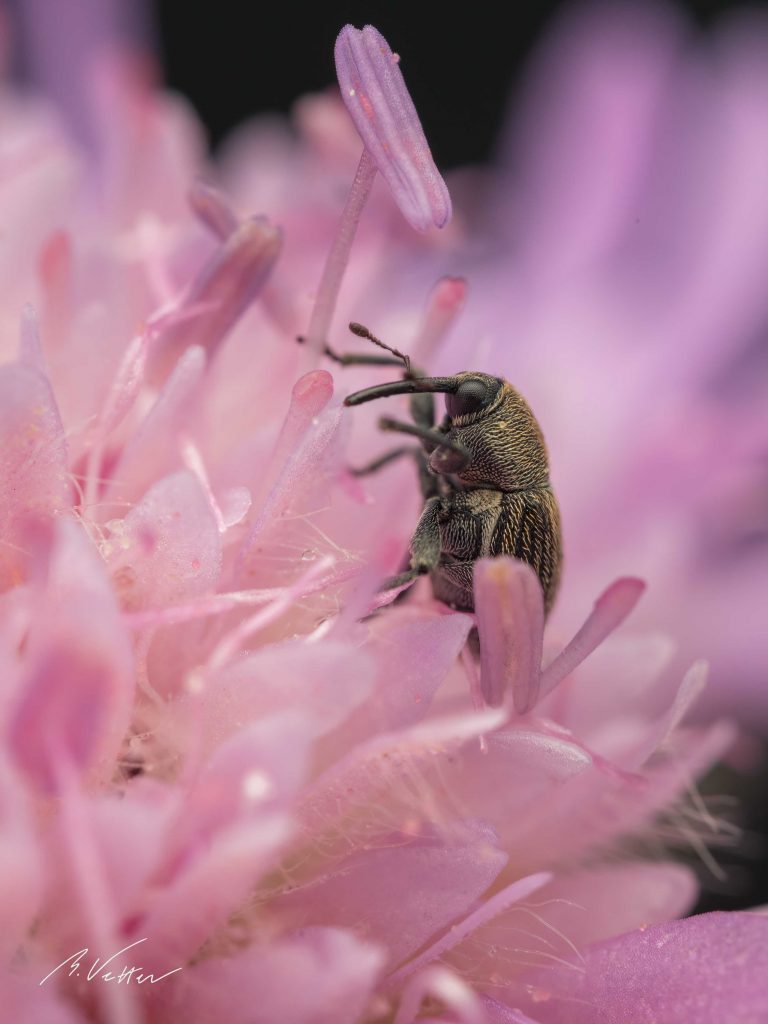 Rüsselkäfer (Curculionidae)