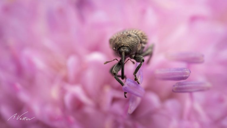 Rüsselkäfer (Curculionidae)