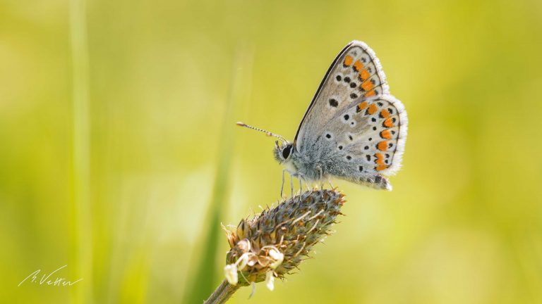 Bläuling (Lycaenidae)