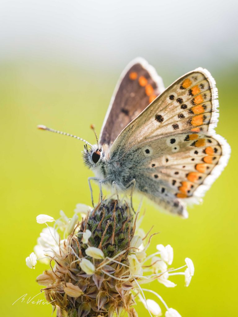 Bläuling (Lycaenidae)