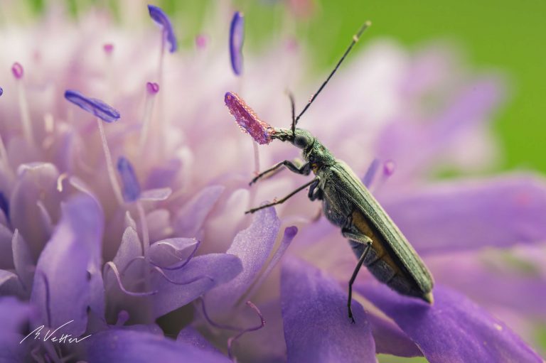 Scheinbockkäfer (Oedemeridae)