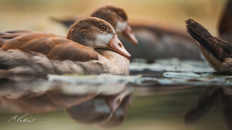 Nilgans (Alopochen aegyptiaca)