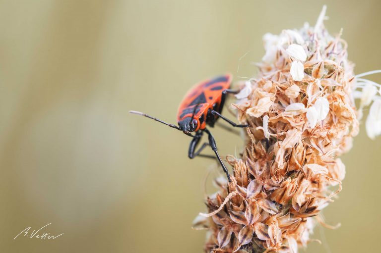 Feuerwanze (Pyrrhocoris apterus)