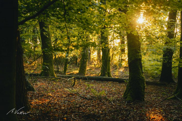 Sonnenaufgang im Wald