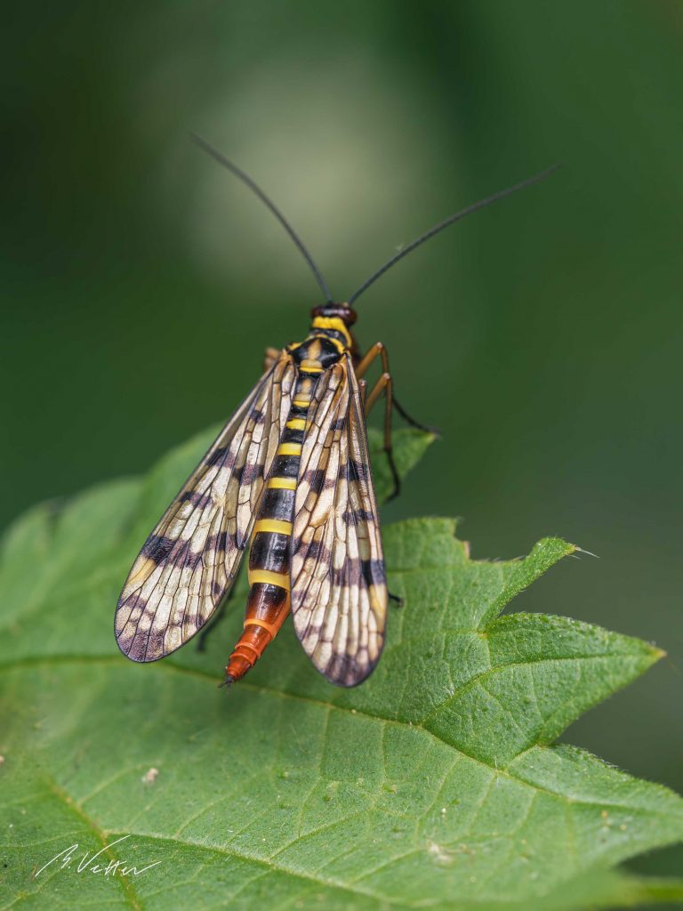 Skorpionsfliegen (Panorpidae)