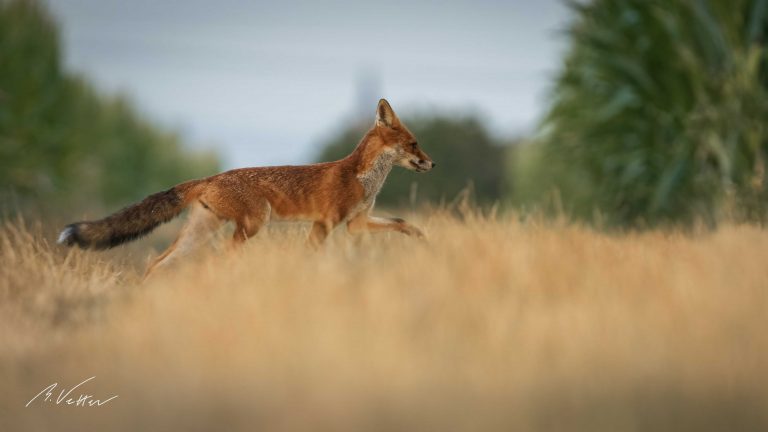 Rotfuchs (Vulpes vulpes)