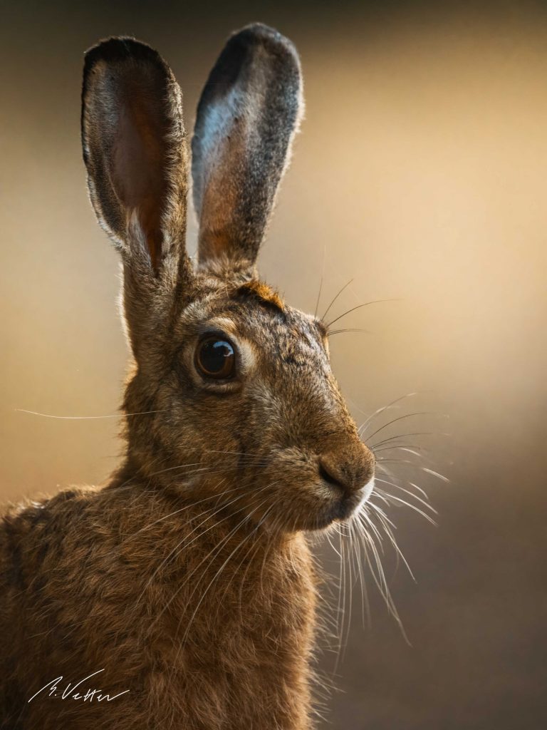 Feldhase (Lepus europaeus)