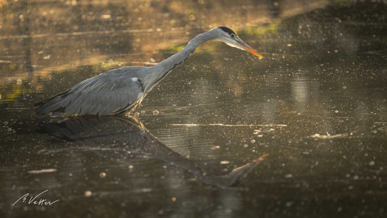 Graureiher (Ardea cinerea)